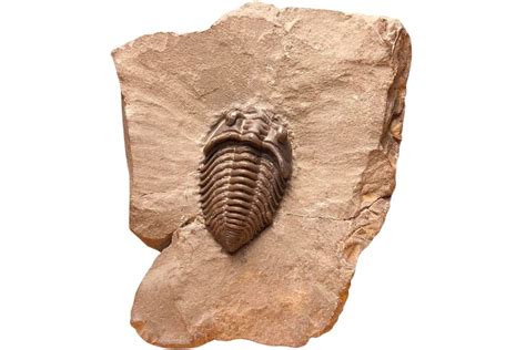 "trilobites ,fossils" - Rock Chasing