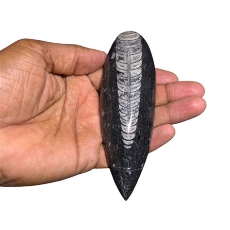 Orthoceras Fossil – CrystalCaveIndia