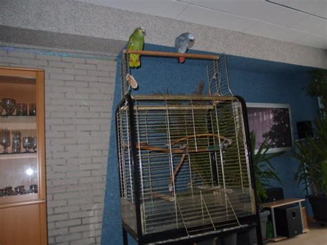 Vögel Kleinanzeigen