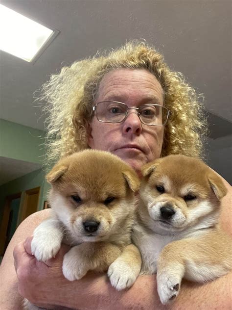 Moonlight Shibas - Shiba Inu Puppies for Sale in Milton, FL | AKC ...