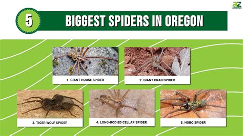 5 of the Biggest Spiders in Oregon - A-Z Animals