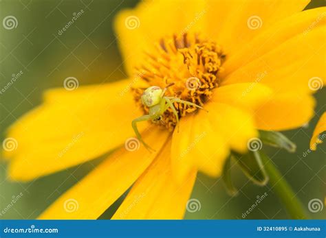 The spider stock image. Image of spider, hunter, terror - 32410895