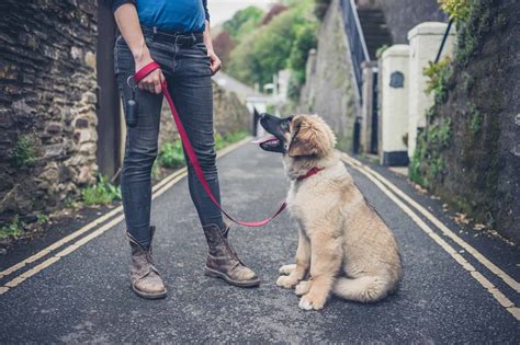 The Leonberger - A Comprehensive Guide to the Lion-like Gentle Giant - K9 Web
