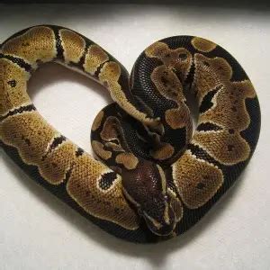 Pythonidae Ball Python 的图像结果