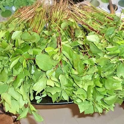 Aro Ambada Red, Gongura, Roselle Seed Price in India - Buy Aro Ambada ...