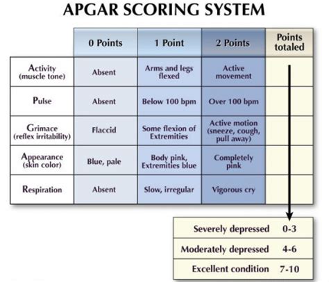 Image result for Apgar Score Notes