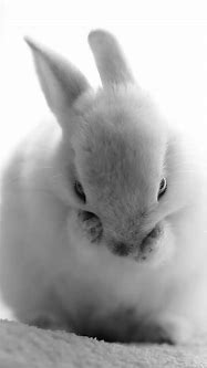 Image result for Cute Spring Baby Animals