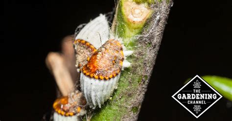 Image result for Scale Insect Control