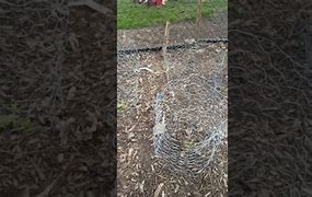 Image result for Chicken Cage Wire