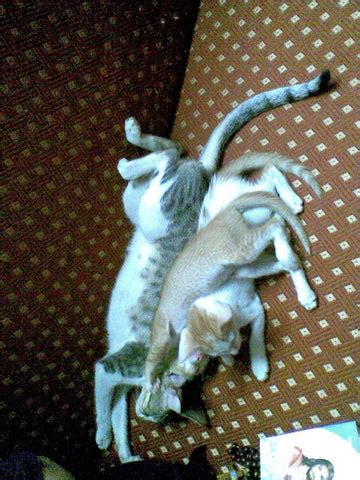 Ginger Love – Curious Cat Company