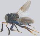 Featured insects