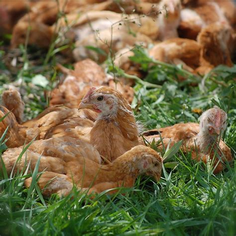 Spring Chickens 11 的图像结果