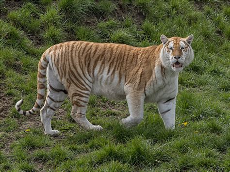 Golden Tabby Tiger Foto & Bild | natur, portrait, schön Bilder auf ...