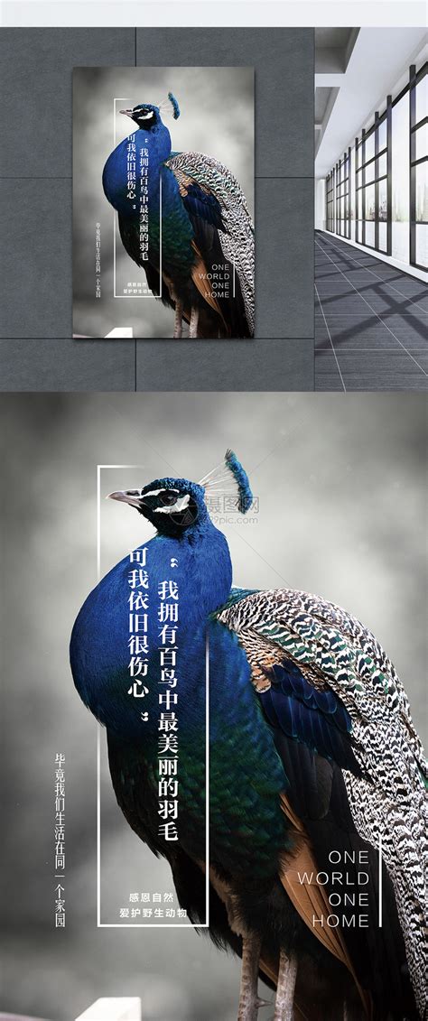 保护野生动物孔雀公益海报设计模板素材-正版图片400145867-摄图网