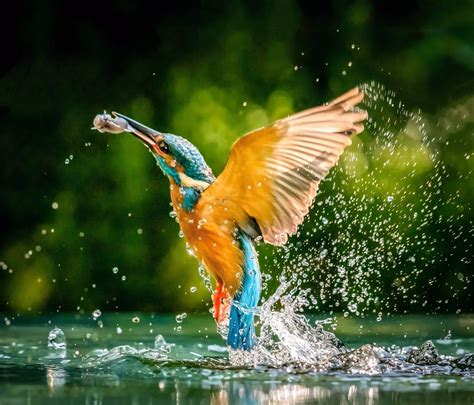 How do kingfishers dive without hurting their brains? - Earth.com