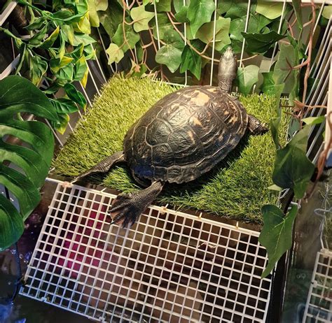 Image result for Turtle Habitat Setup