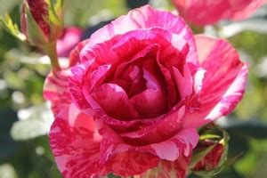 Poster | Natural Scenery Poster | Waterfall Forests, Trees, Sunset ...