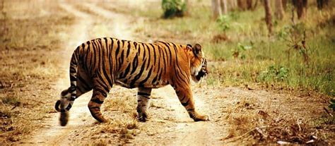 In Northeast, Few Tigers to be Seen Outside Protected Areas - The Wire
