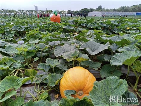 三农日报（3月2日）如何构建现代农业“三大体系”|现代农业|种业|三农_新浪新闻