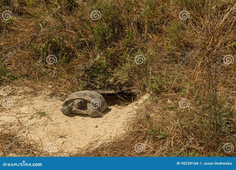 Image result for Using Camera to Explore Gopher Tortoise Burrow