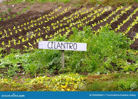 Garden Spanish Sign for Cilantro -coriander Stock Image - Image of ...