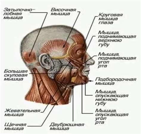 Дикция и артикуляция