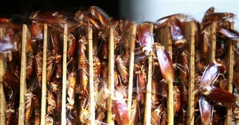 Chinese People Found A New Way To Handle Waste Disposal: They Raise ...