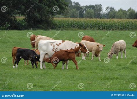 Cows stock image. Image of kalb, paddock, weide, animal - 37246555