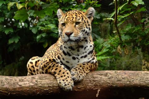 47 Examples of Predators (A to Z List with Pictures) – Fauna Facts