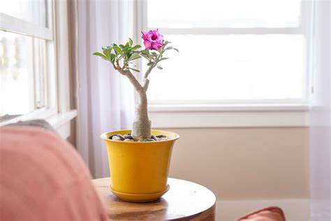 Desert Rose: Plant Care & Growing Guide