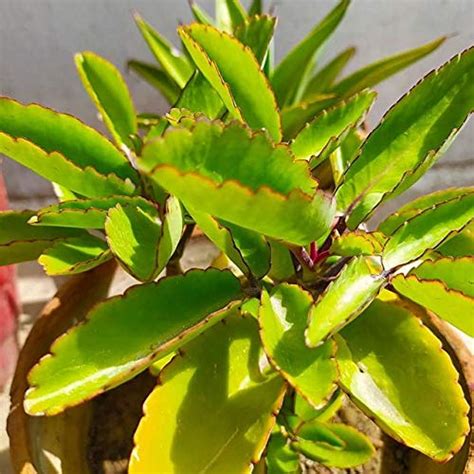 PlantaZee Rameshvar Enterprises, Bryophyllum Pinnatum, Kidney Stone ...