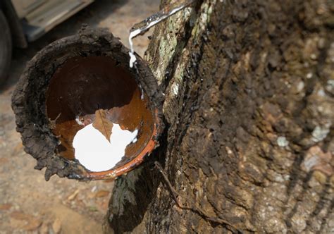 Natural polymers — lesson. Science State Board, Class 7.