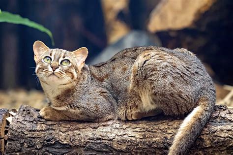 Image result for Rust Colored Cat