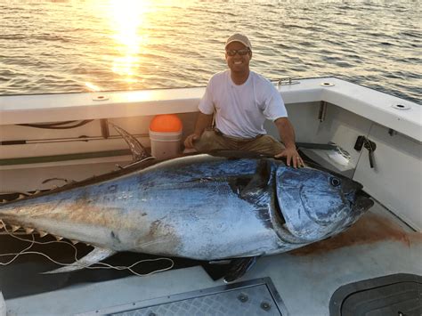 Giant Bluefin Tuna Fishing Bluefin Tuna Fishing Charters Gloucester