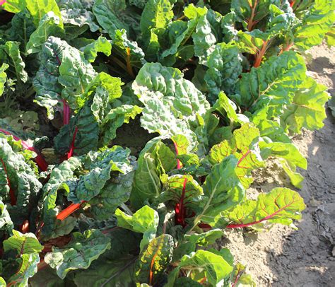 Chard | Swiss Chard | Nutrition Label | Nutrient Benefits