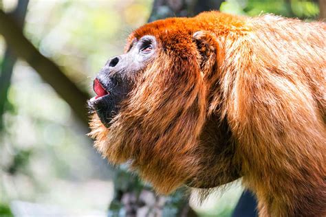 11 of the Loudest Animals on Earth