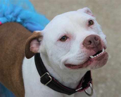 Bully Pitbull Mix With English Bulldog at Angel Singleton blog