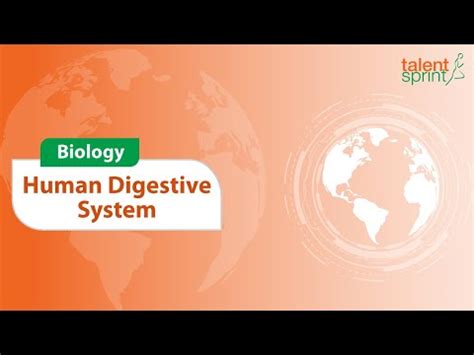 Human Digestive System - Biology - General Awareness - TalentSprint ...