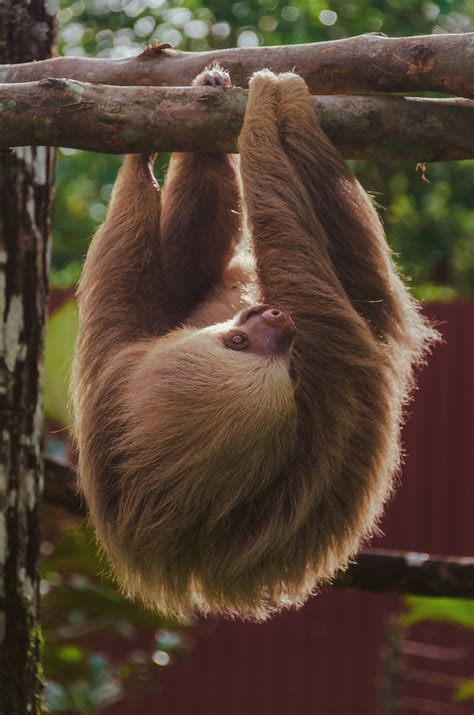 Image result for Sloth Guide Vesteria