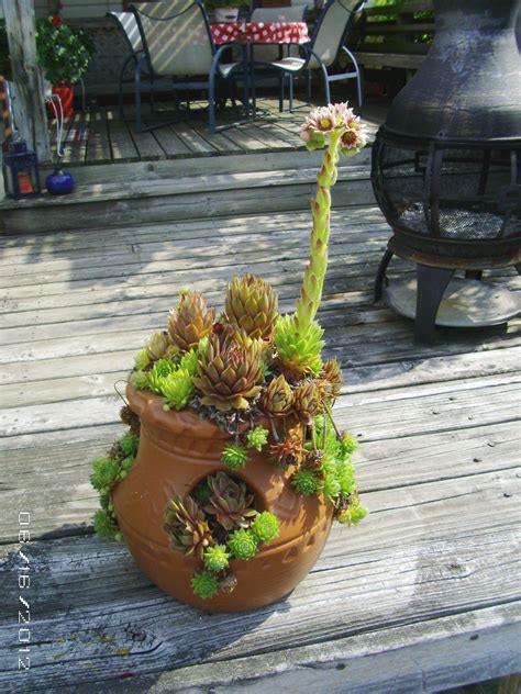 Planting Hens and Chicks in Pots: A Comprehensive Guide - Succulent Source