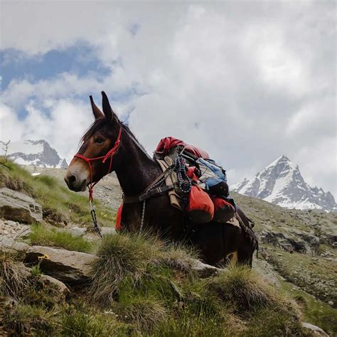 Mule Day Columbia TN 2025: Your Ultimate Guide to the Schedule and Map!