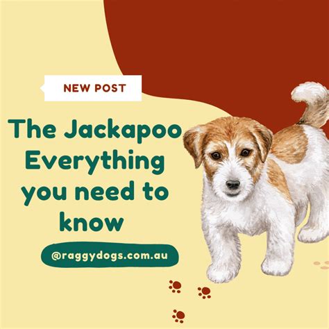 Jack-A-Poo: Complete Guide to the Jack Russell Terrier Poodle Mix Breed ...