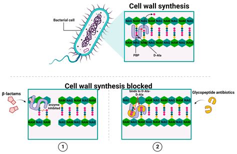Antibiotics and Bacterial Resistance—A Short Story of an Endless Arms Race