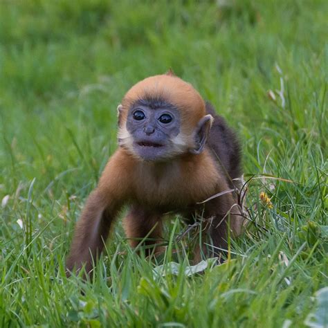 Baby Primates