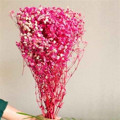Buy Naturally Dried Baby Breath Gypsophila Stems (Pink) - Set Of Five ...