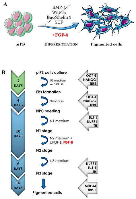 Highly Effective Protocol for Differentiation of Induced Pluripotent ...