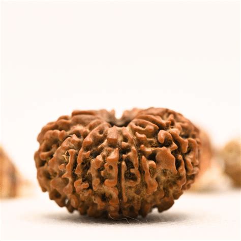 10 Mukhi Nepali Rudraksha - Collector – Adiyogi Rudraksh & Adiyogi ...