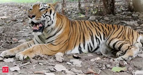 More tigers poached in India so far this year than in 2015: Census ...