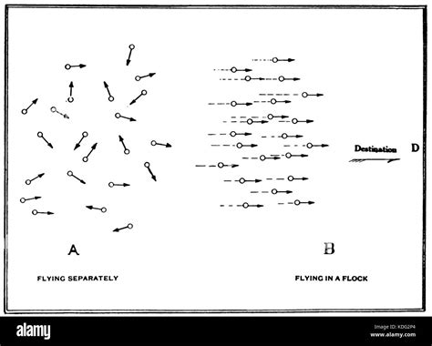 A detailed study on the flocking behavior of migratory birds ...