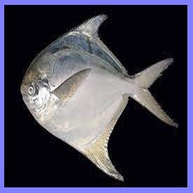 Silver Pomfret/Paplet Whole Clean - Doof Meat